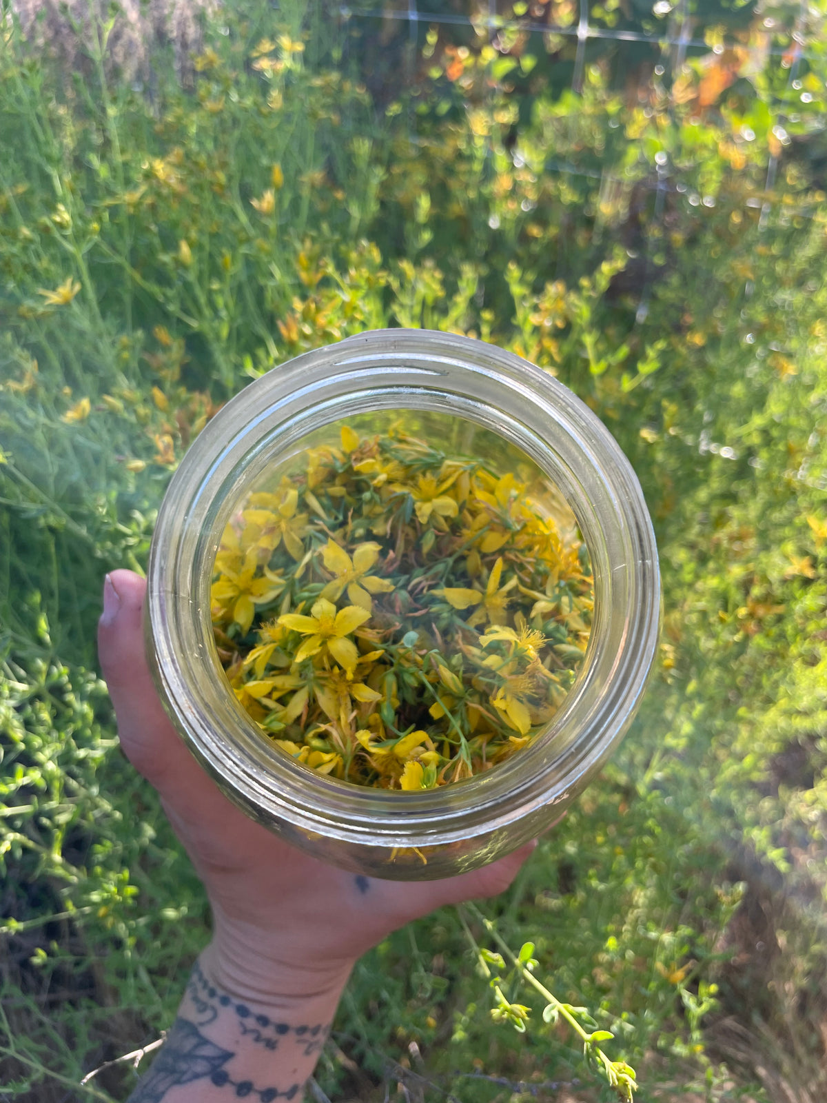St. John's Wort Tincture