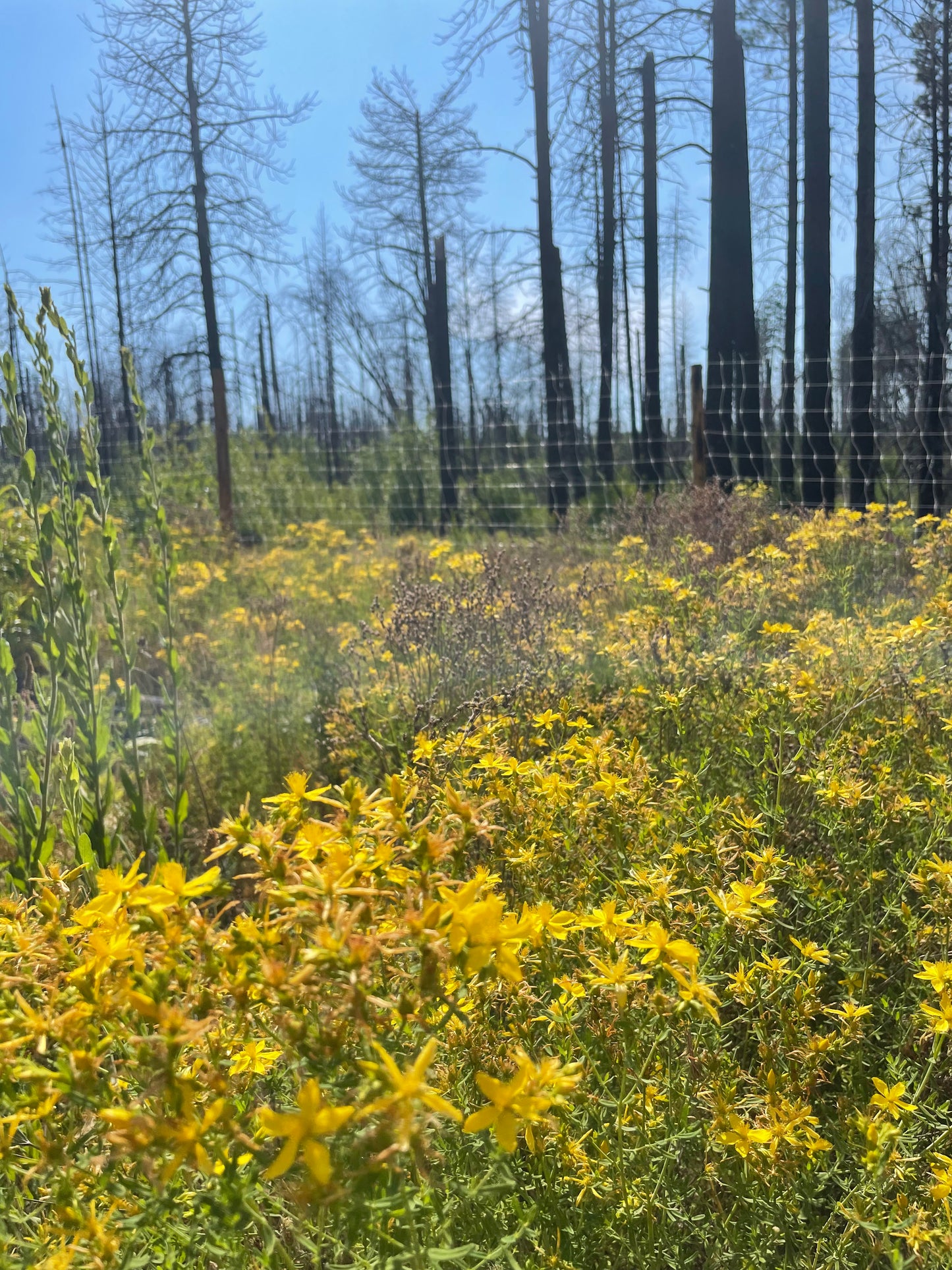 St. John's Wort Tincture