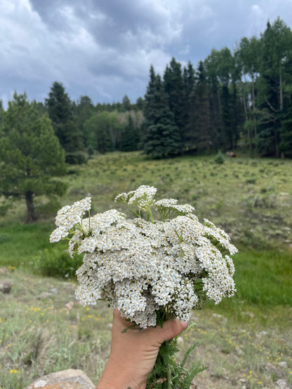 Yarrow Tincture