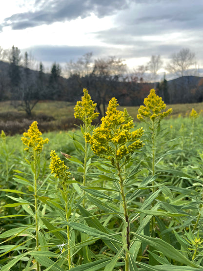 Goldenrod Tincture 2oz