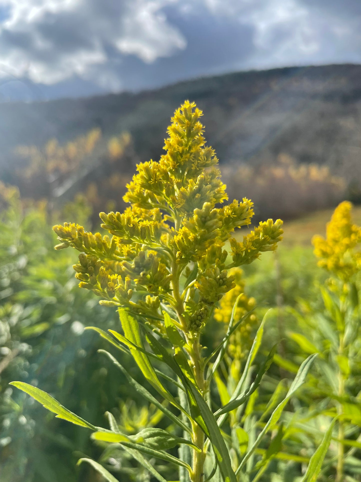 Goldenrod Tincture 2oz