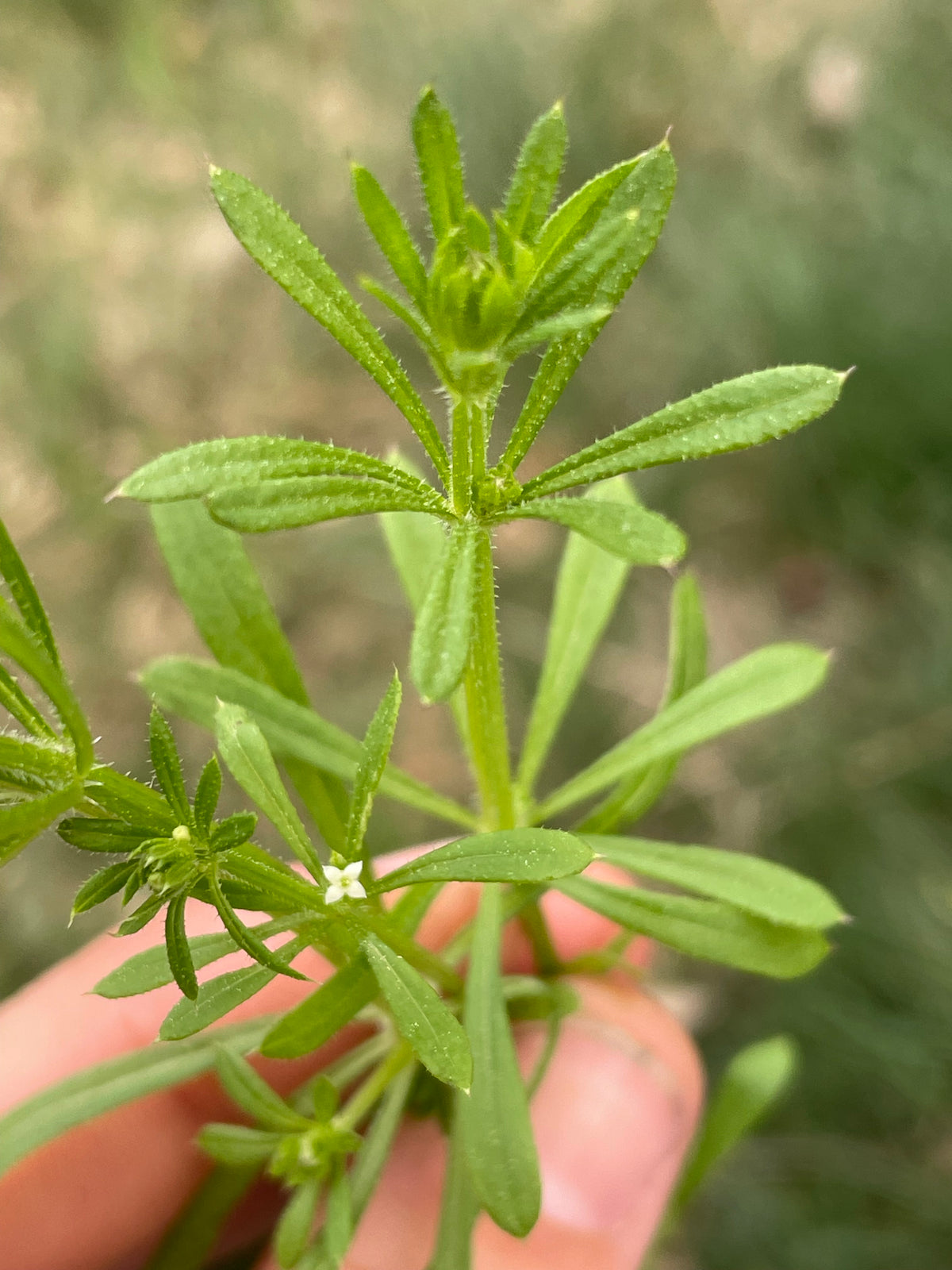 Cleavers Tincture