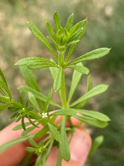 Cleavers Tincture