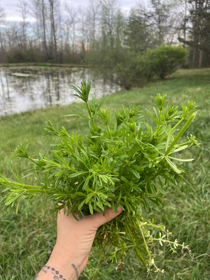 Cleavers Tincture