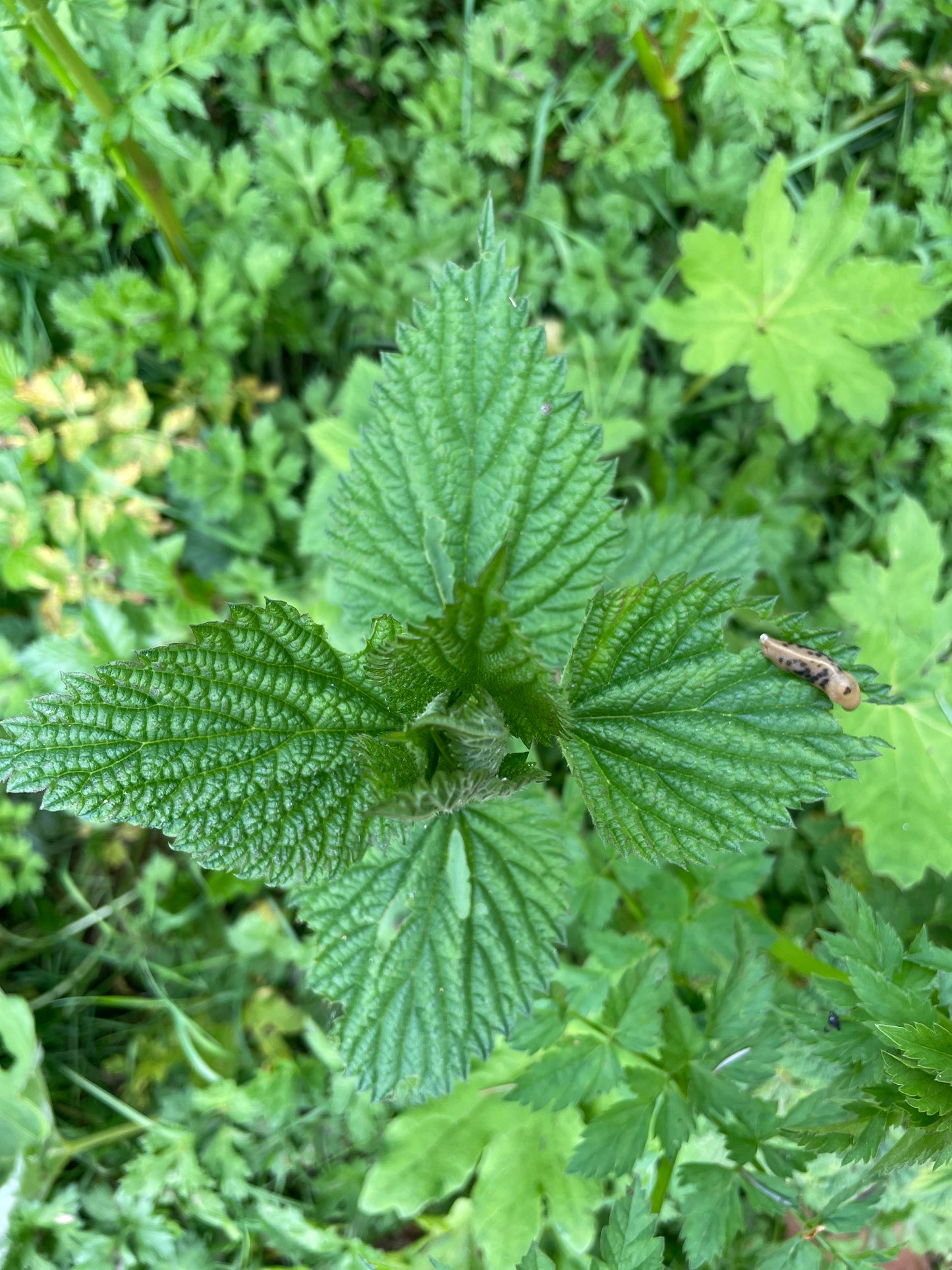 Nettle Tincture 2oz