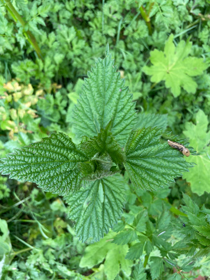 Nettle Tincture 2oz