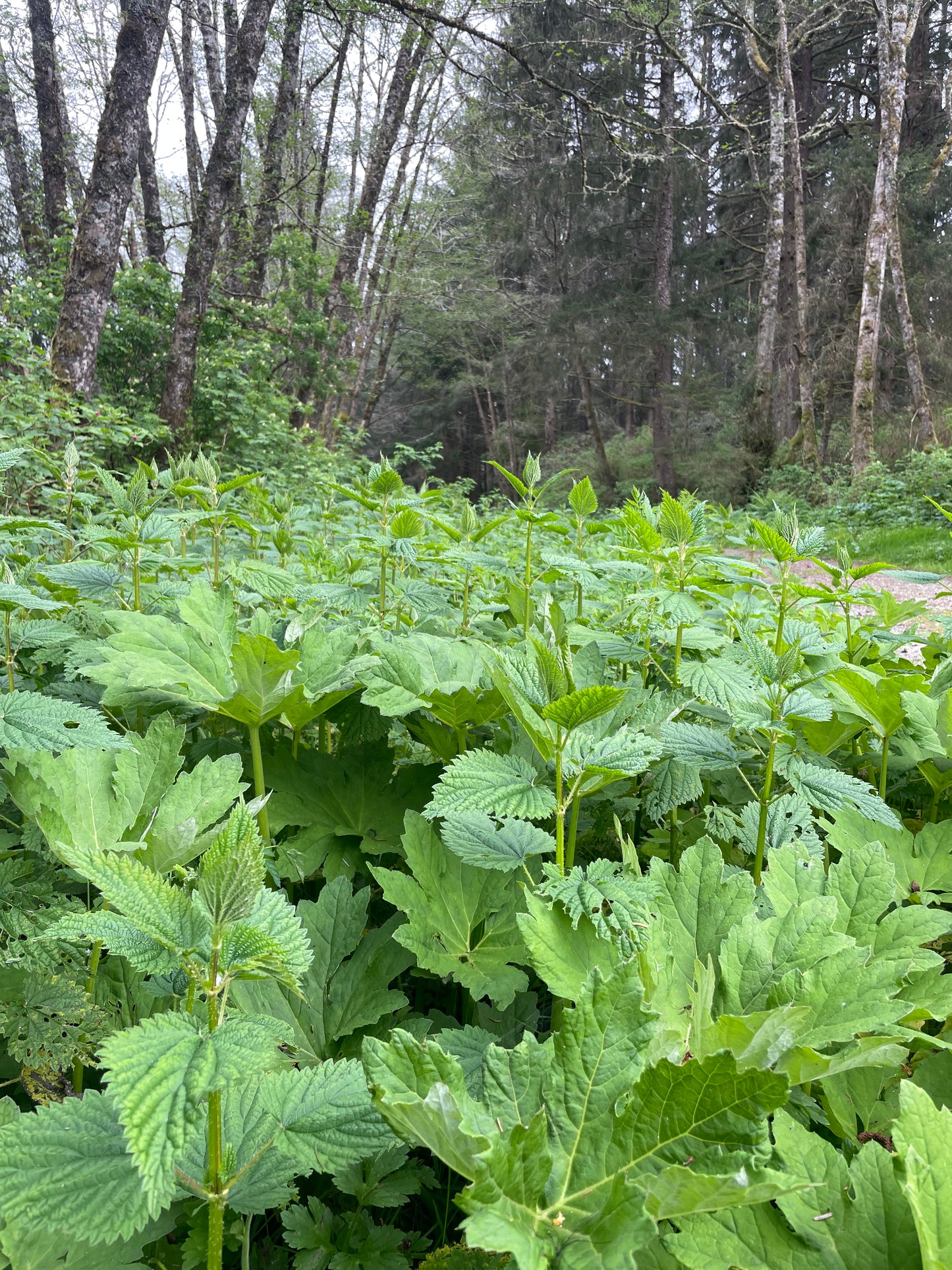 Nettle Tincture 2oz