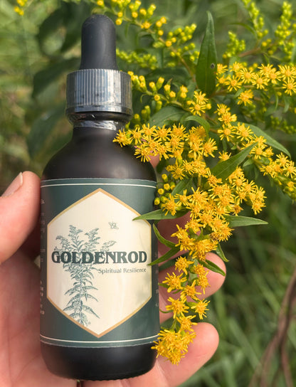 Goldenrod Tincture 2oz